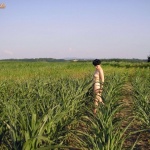 Shameless 10. sorozata - 15. kép