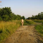 Shameless 11. sorozata - 46. kép