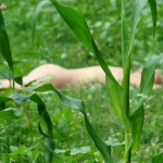 GoldenGate-archív 2925. sorozata - 10. kép