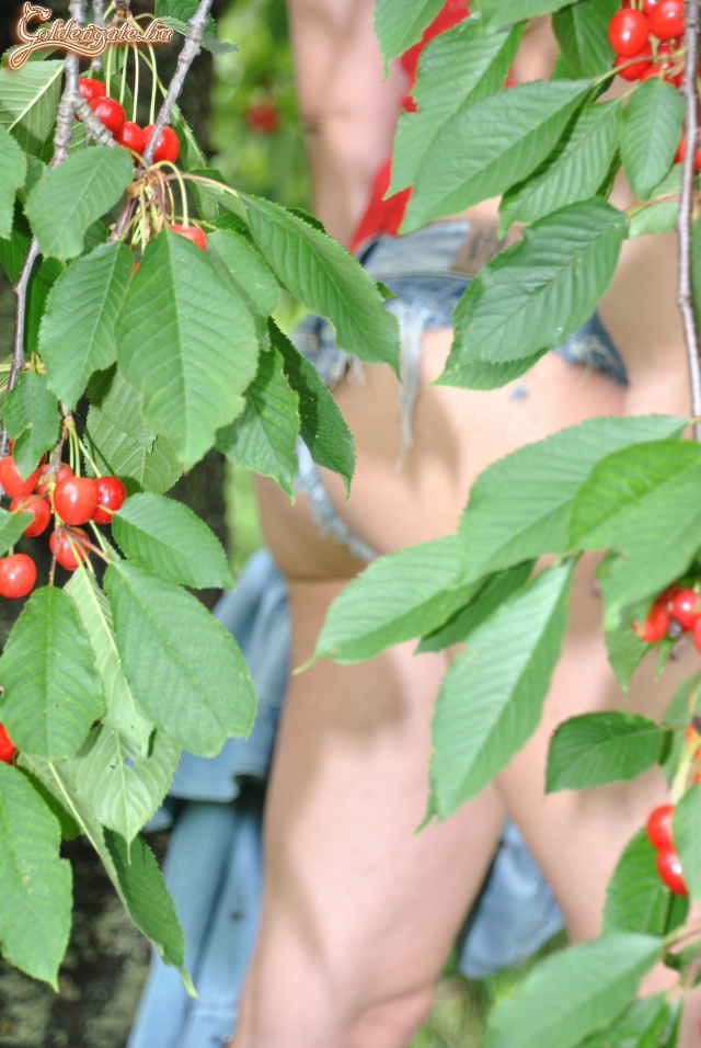 Pajzán Gyümölcsös - 13. kép