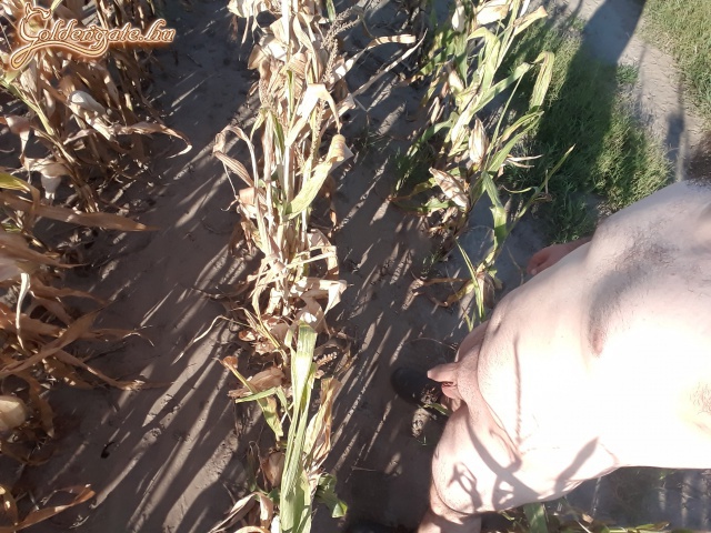 Kis pihenő a kukorica mezőn. - 13. kép