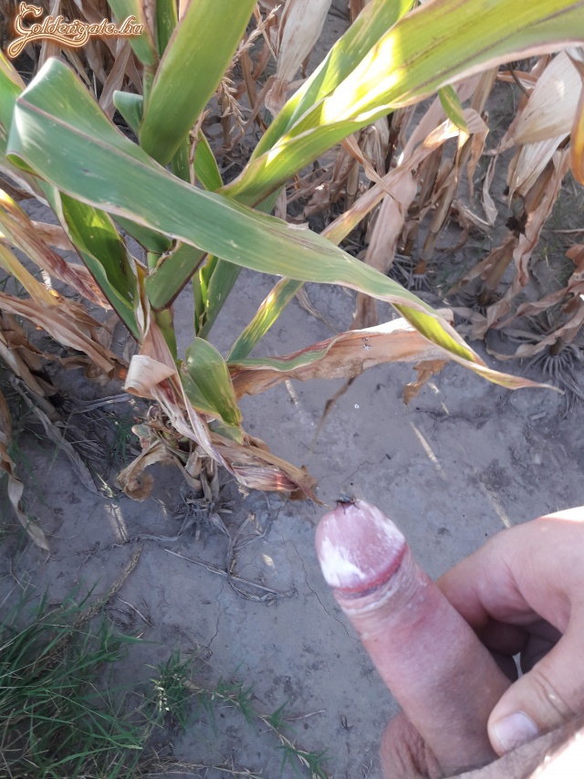 Kis pihenő a kukorica mezőn. - 20. kép