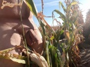 Kis pihenő a kukorica mezőn. - 12. kép