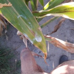 Kis pihenő a kukorica mezőn. - 25. kép