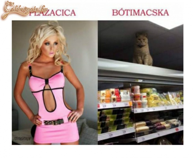 Plázacica vs. bótimacska