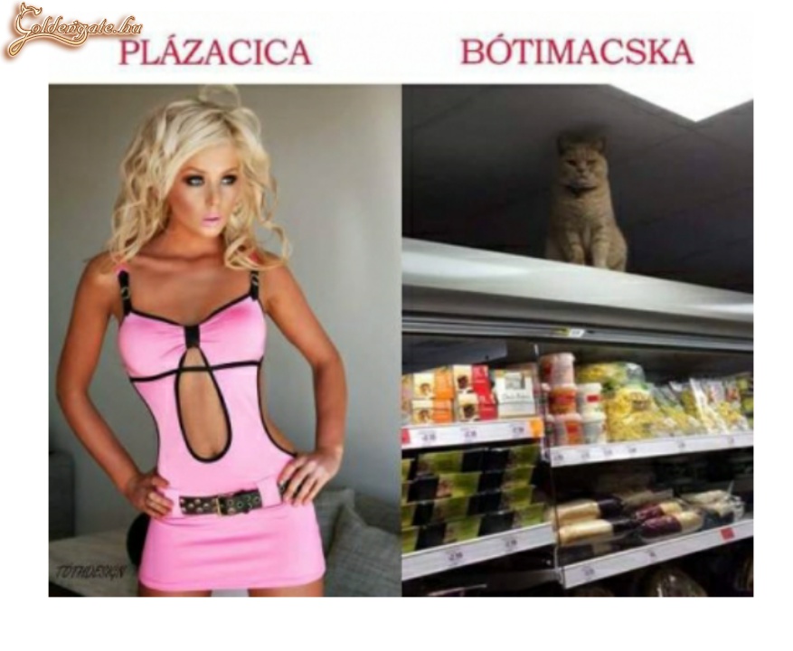 Plázacica vs. bótimacska