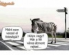 Zebra