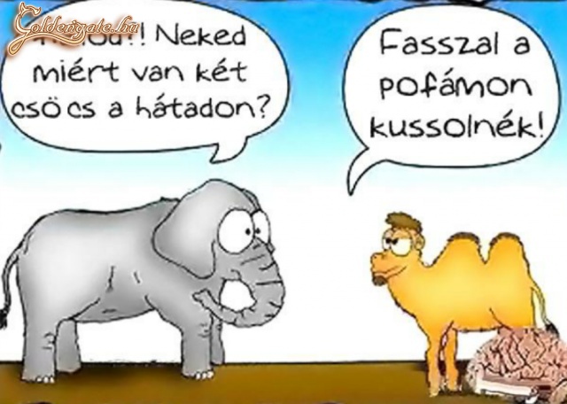 Állatok