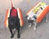 Hotdog :)