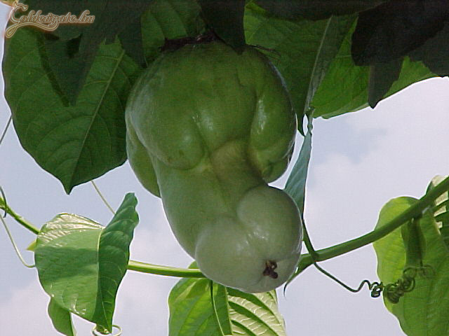 Ez lehetett a tiltott gyümölcs, amire rámozdult Éva a Paradicsomban :-)