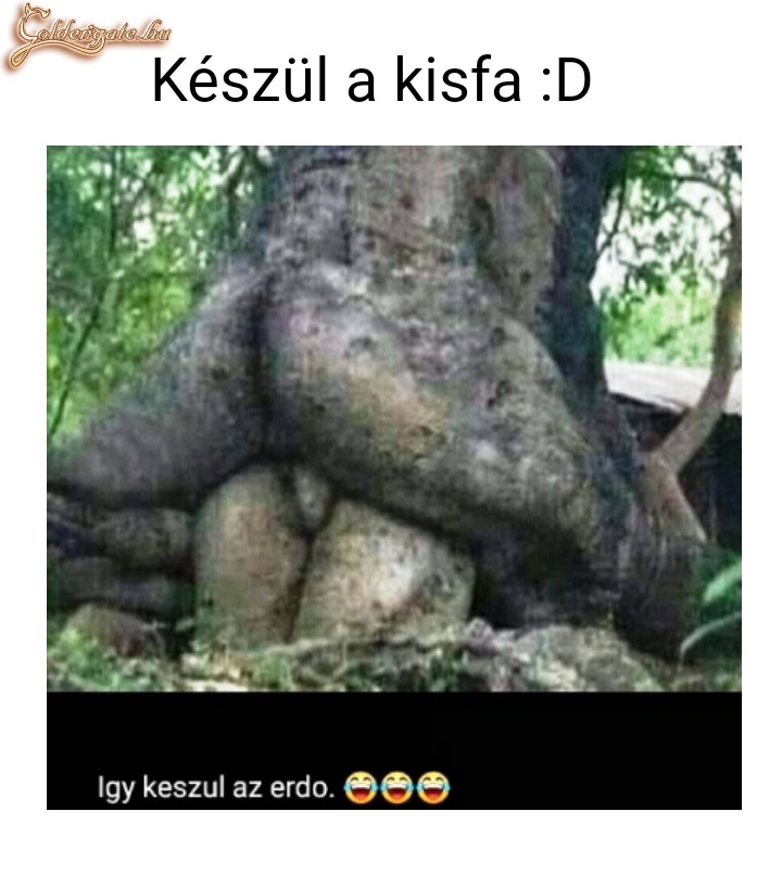 Készül a kisfa