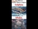 Mi a különbség a delfinek és a bálnák között?