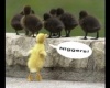 A kis rasszista