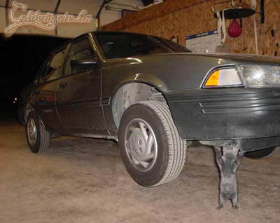 Fekete László macskája :)