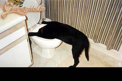 Huh, kutyául berúgtam...