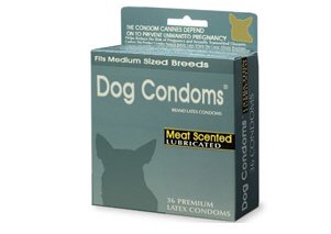 Ha nem szeretnél kiskutyát