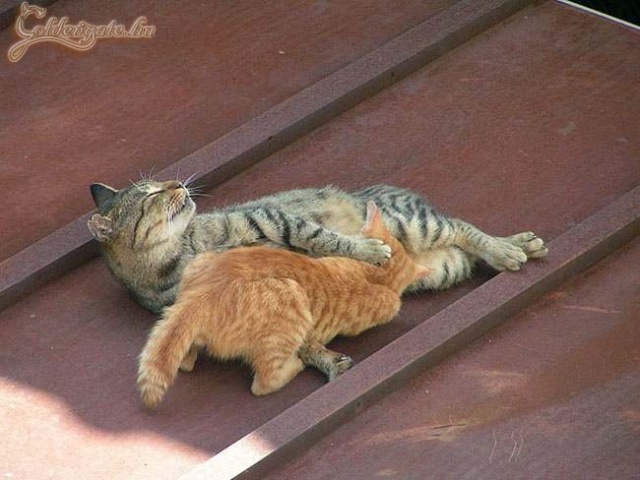 Szóval ezért vernyognak tavasszal a macskák..