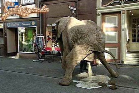 Fanny, kibírhattad volna még azt a pár métert a WC-ig!