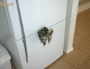 A kedvenc hűtőmágnesünk :)