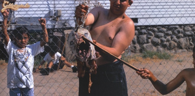 Állítólag a cunami dobta partra...