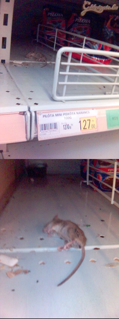 A hipermarket ajánlja: döglött egér