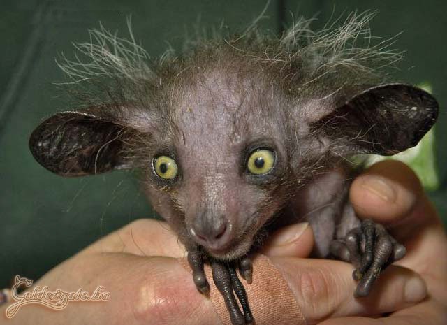 Ez vajon mi lehet? :-)