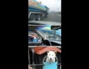 Mobil kutyaól