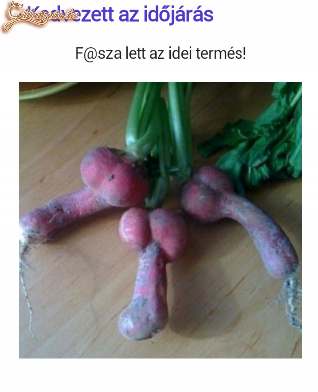 Fasza lett az idei termés