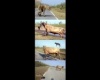 Bika vs pitbull