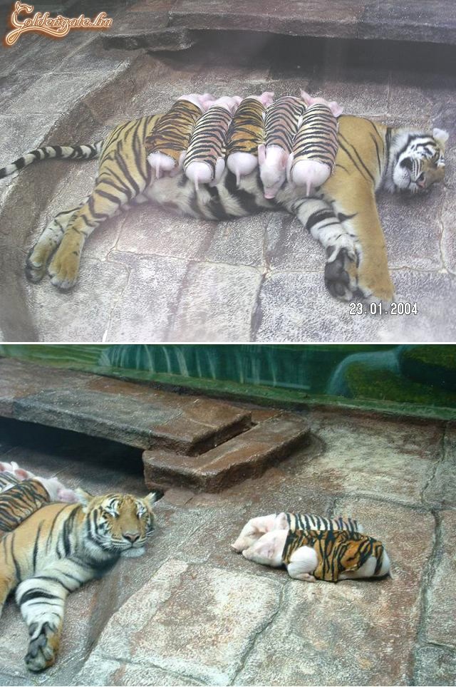 Ilyen a jó álca :)