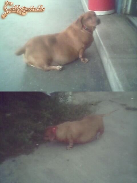 Jeromos 5 év múlva