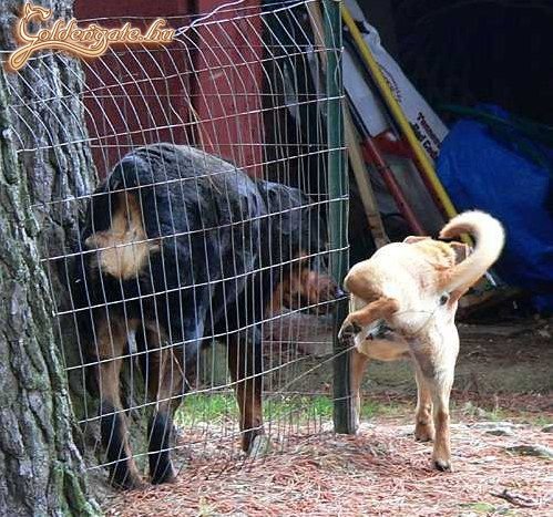 J. kutya kihasználja a helyzetet :)