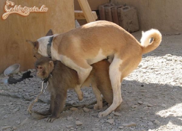 Ha nincs ló, jó a szamár is...