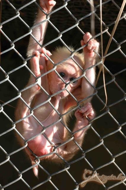 Biztos jobb mint simán kiverni :)