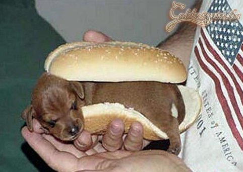 Hot Dog :)