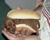 Hot Dog :)