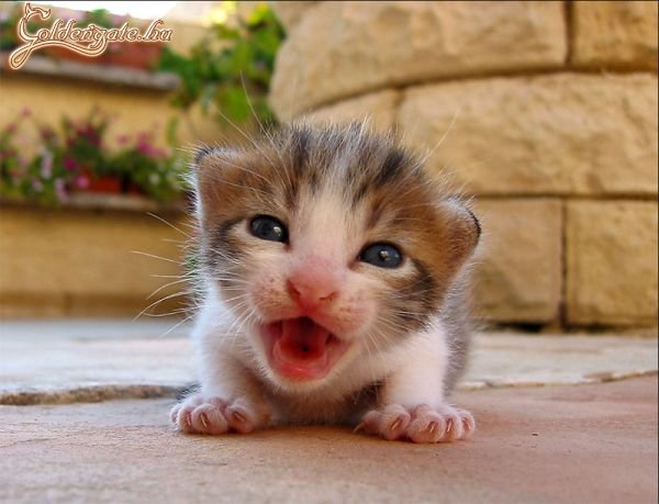 Miauuuuuuuu!