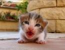 Miauuuuuuuu!