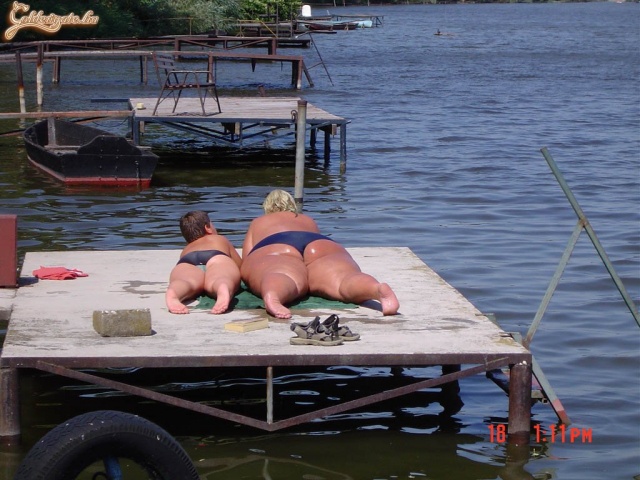 Elefántfókák a parton!