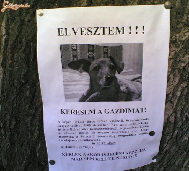 Jeromos világgá ment!