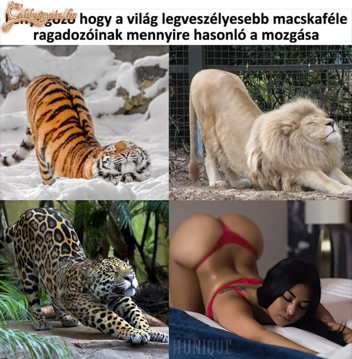 Legveszélyesebb macskafélék