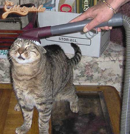 Mindent a tisztaságért