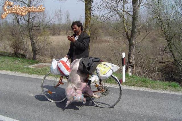 Hát tetszik tudni biztos úr, én nyugodtan tekertem az úton, ez a vadállat meg rámrontott!