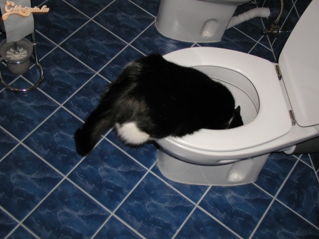 Szomjas volt a macska...