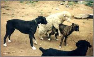 Jeromos most megkapja