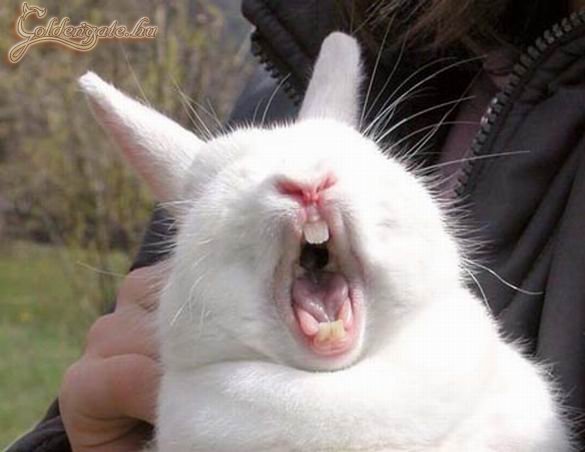 A nyúl a Gyalog Galoppból