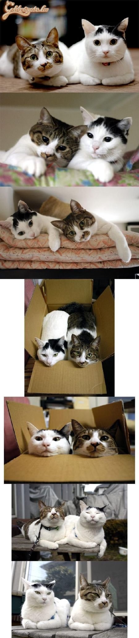 Haverok jóban, rosszban