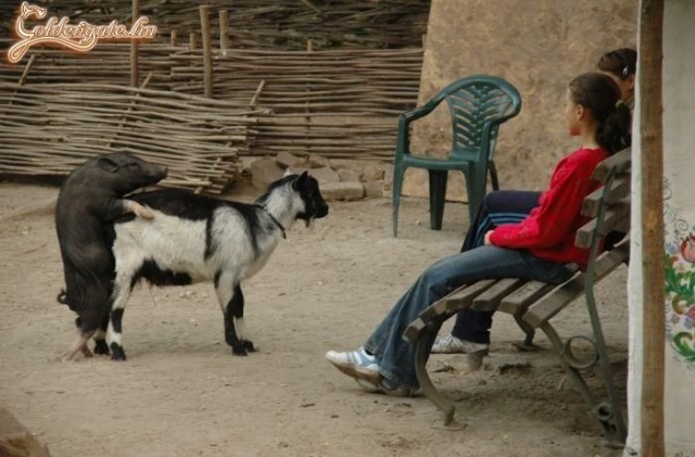 A perverz kismalac :)