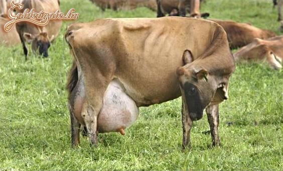 Itt valami nem jó...