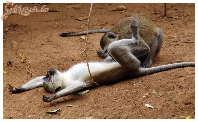 A majmok azért nem hülyék annyira, amennyire hinnénk...